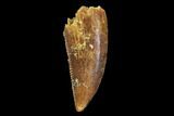 Serrated, Raptor Tooth - Real Dinosaur Tooth #94118-1